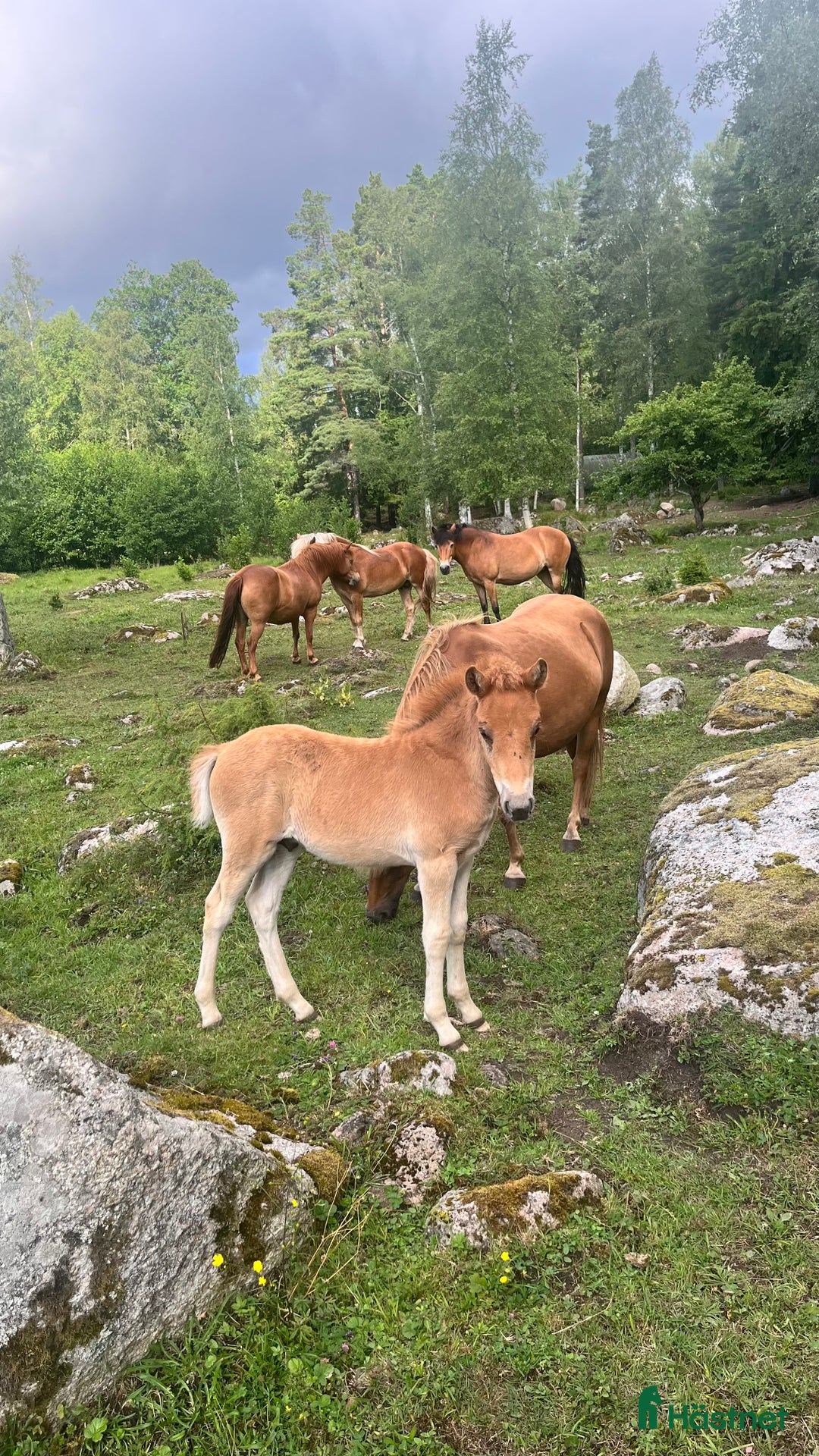 Allround hästar till salu: Shetland Russ Fjord  i Ulrika - Bild 17