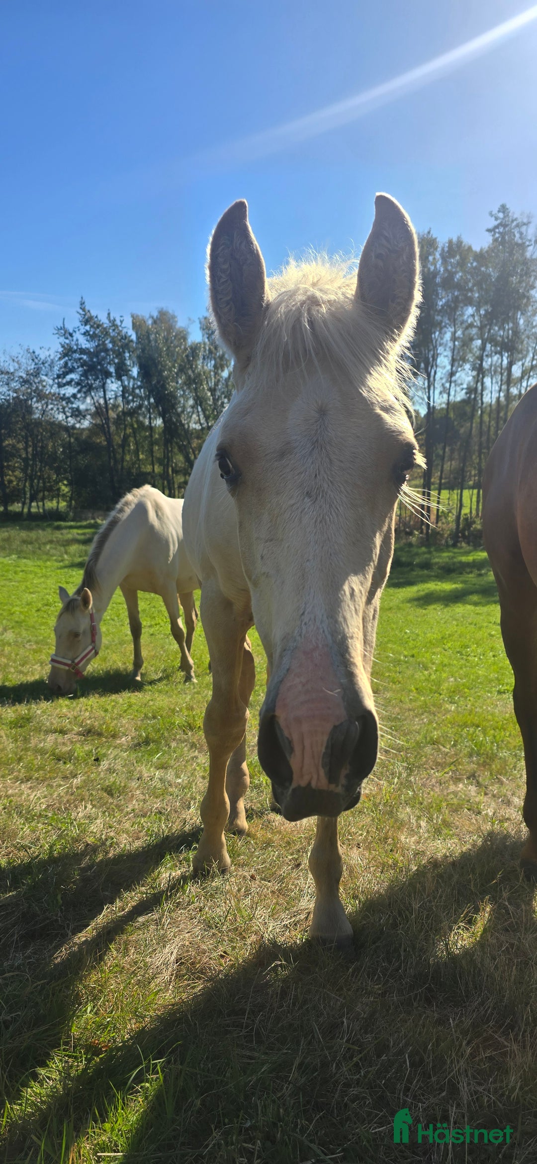 Dressyr hästar till salu:  PRE kille för den kräsna 💙 Palomino. Passa på i Veddige - Annons 23