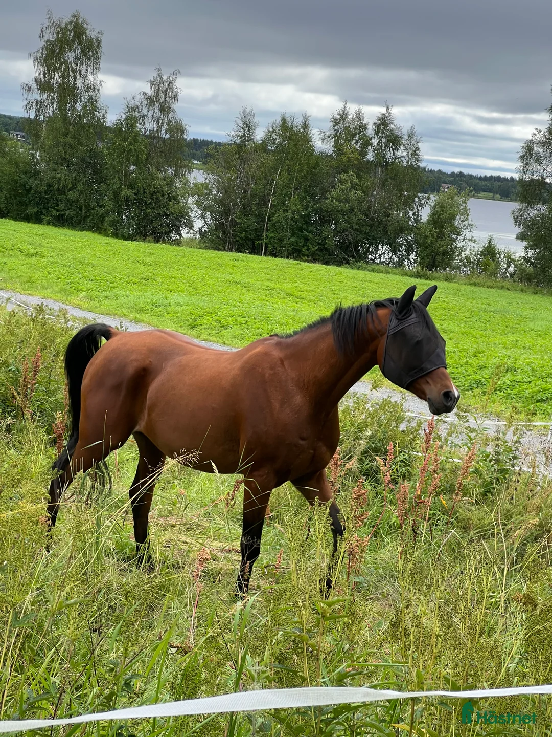 Allround hästar till salu: Snäll 11-årig arabvalack – trevlig hobbyhäst i Boden - Annons 7