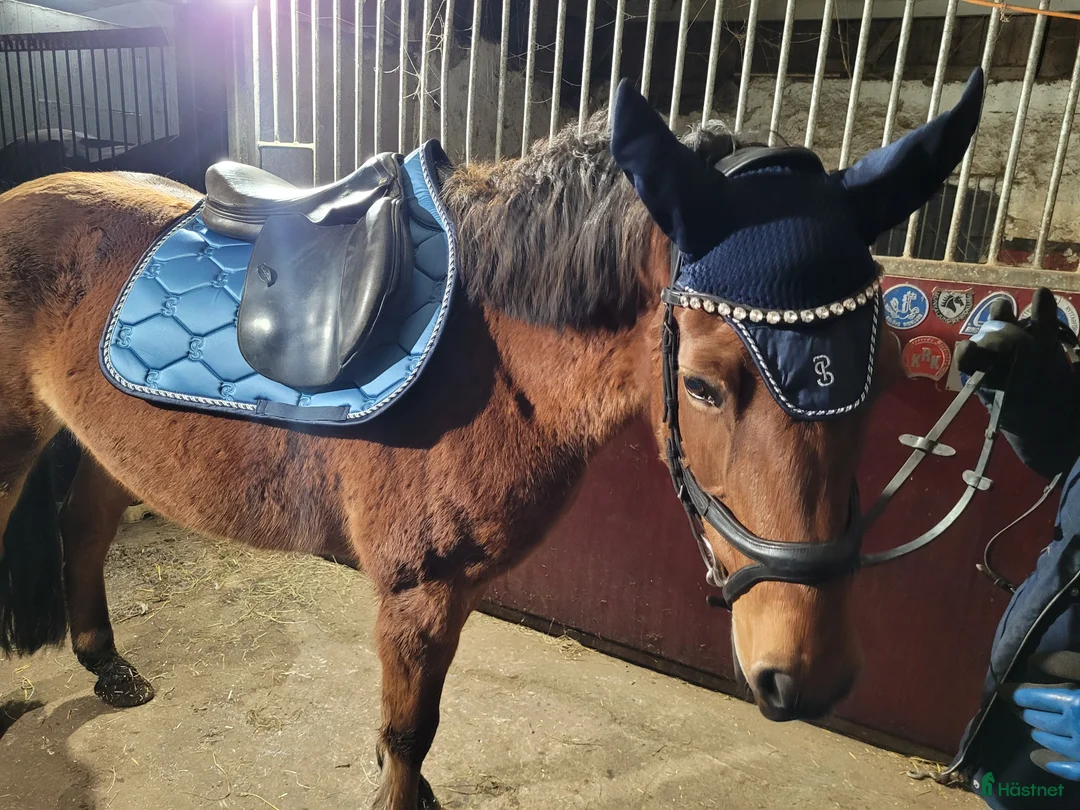 Sadlar hästutrustning till salu: Svart hoppsadel, Santa Cruz - Jean Luc i Höör - Annons 3