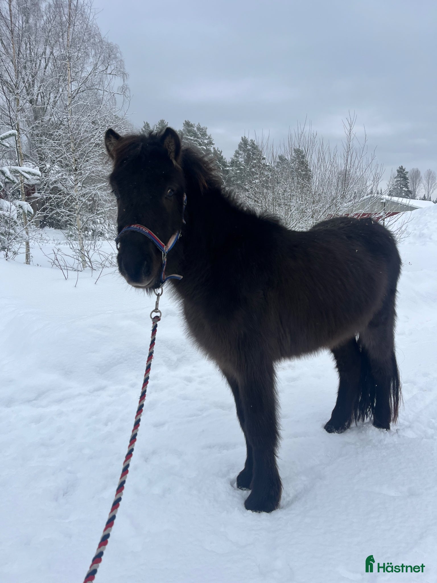  hästar Lovande ung valack med bra stam - Annons 19