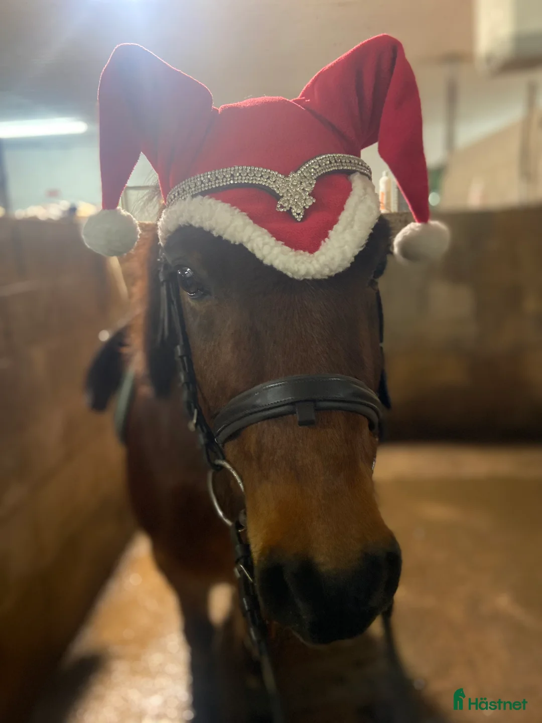 Allround hästar till salu: Sötaste Rocky ❤️ - Annons 7