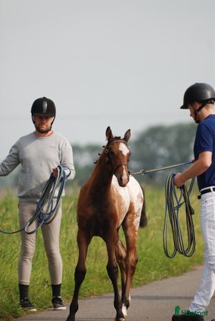 stallplats i Norrköping - Annons 17