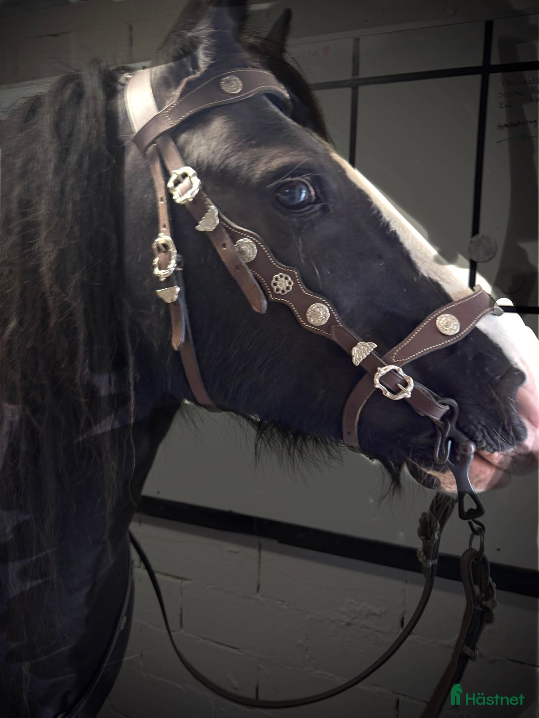 Träns hästutrustning till salu: Nya Portugisiska/akademiska träns i Matfors - Annons 3