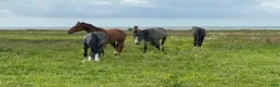  stallplats finnes: Ledig stallplats eller helinackoderingsplats  - Annons 3