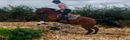 Allround hästar till salu: Irish riding ponies - Annons 16