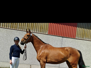 hästar Uttrycksfullt Sto i Dösjebro - Annons 1