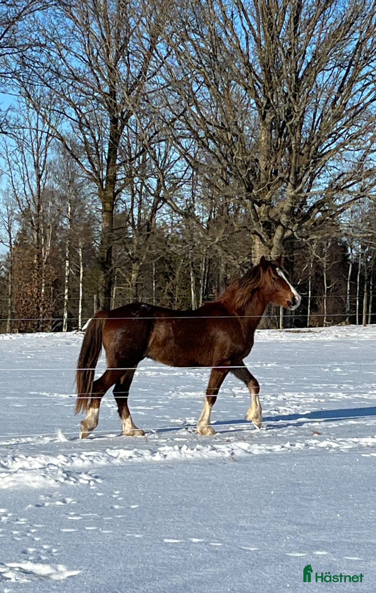  hästar Welshponny av cobtyp - Annons 1