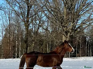 hästar Welshponny av cobtyp - Annons 1