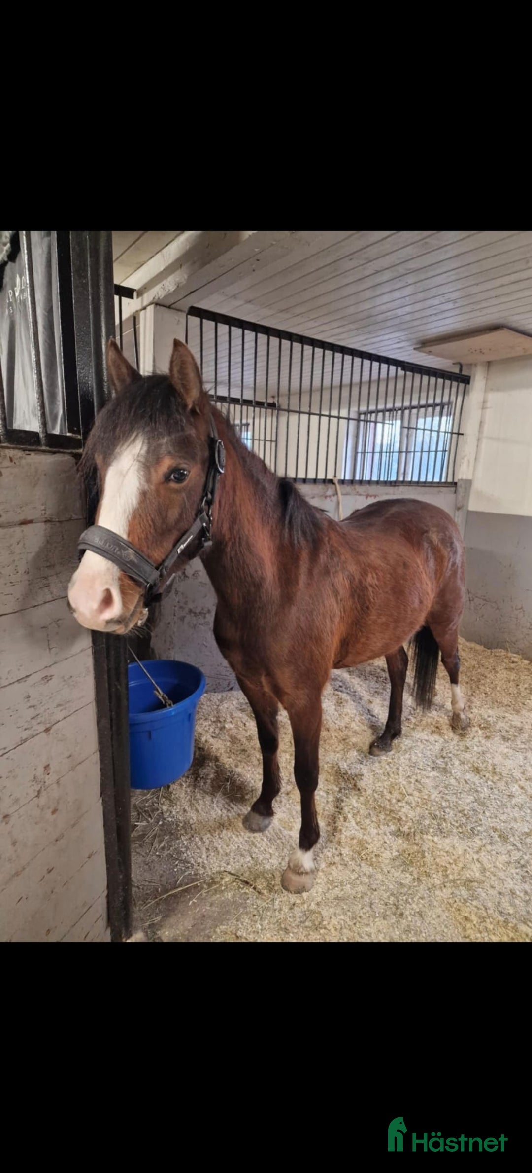 Hoppning hästar till salu: Super söt ponny säljas  i Vedum - Annons 7