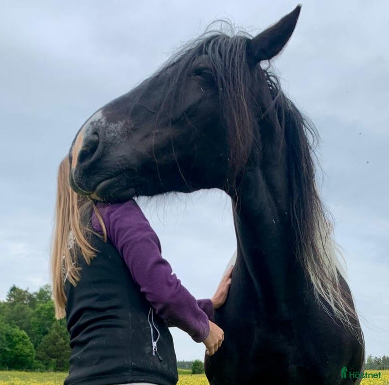  hästservice Känslomässig beh och traumabearbetning, reiki i Ängelholm - Annons 10