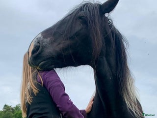 hästservice Känslomässig beh och traumabearbetning, reiki i Ängelholm - Annons 9