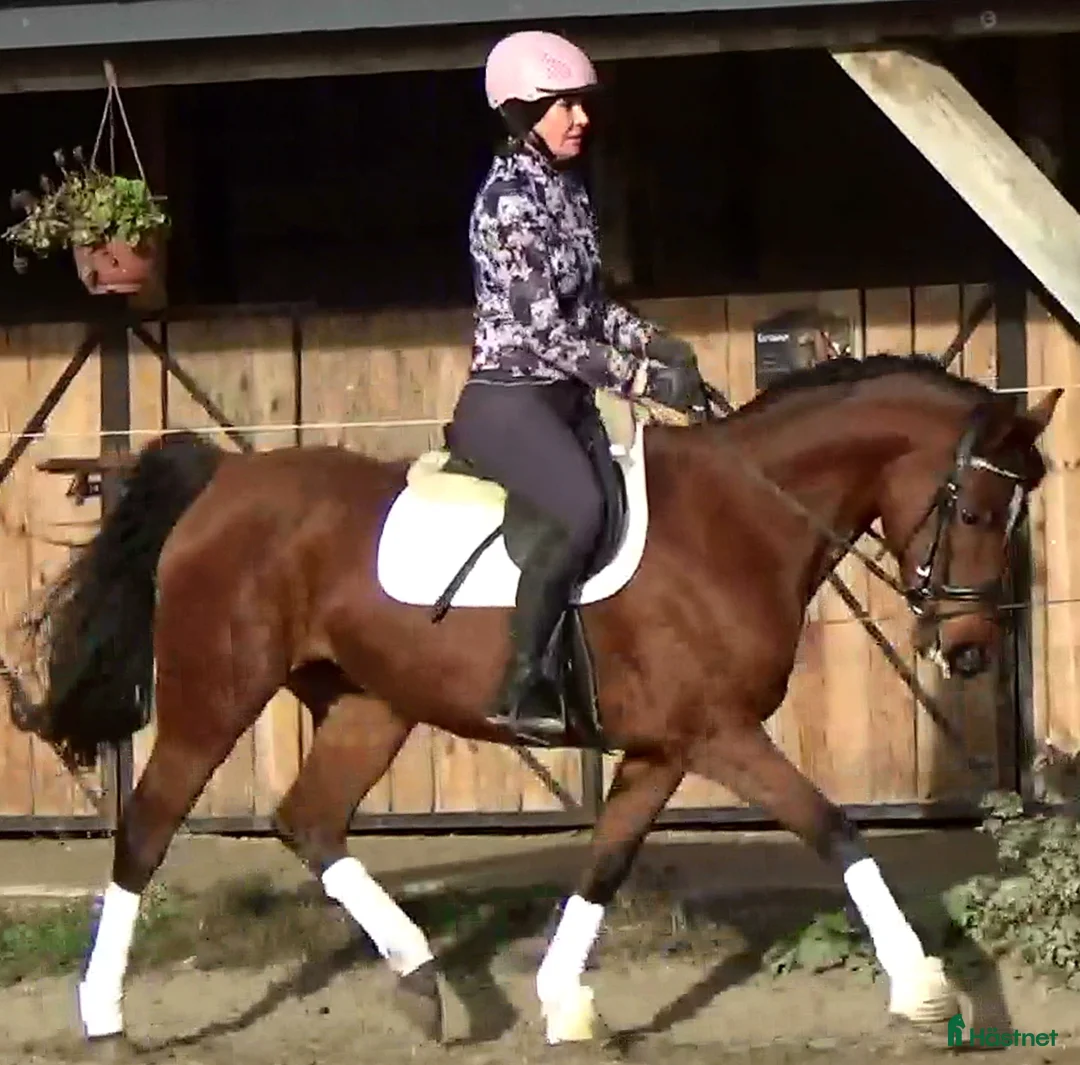 Allround hästar till salu: Top mover for some ambitious rider   - Annons 4