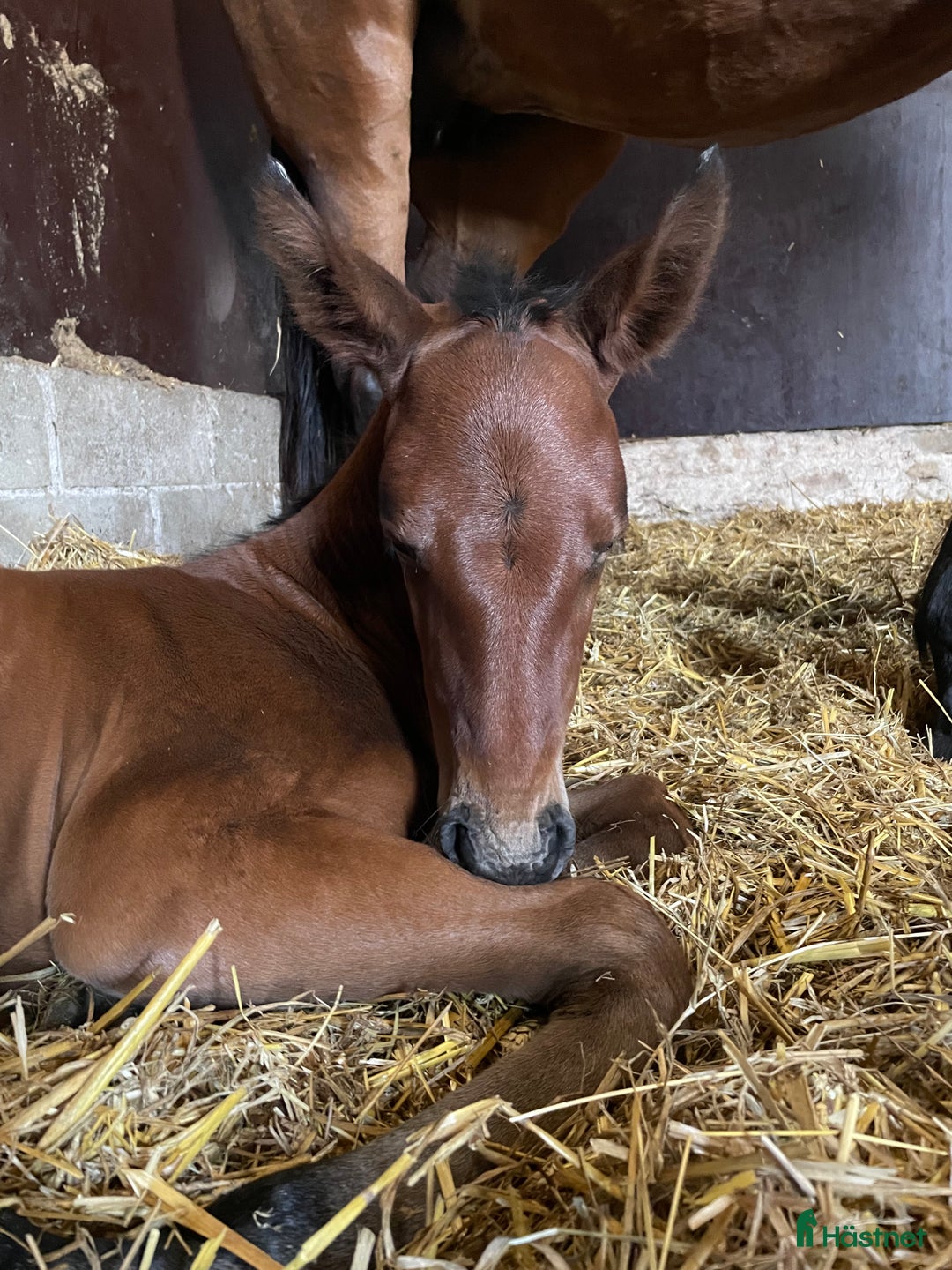 Hoppning hästar till salu: Stoföl e. Cosmos Hästak ue. Heartbeat  i Mörbylånga - Annons 3