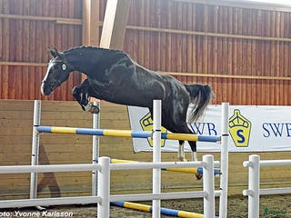 hästservice Hästutbildning i Säve - Annons 21