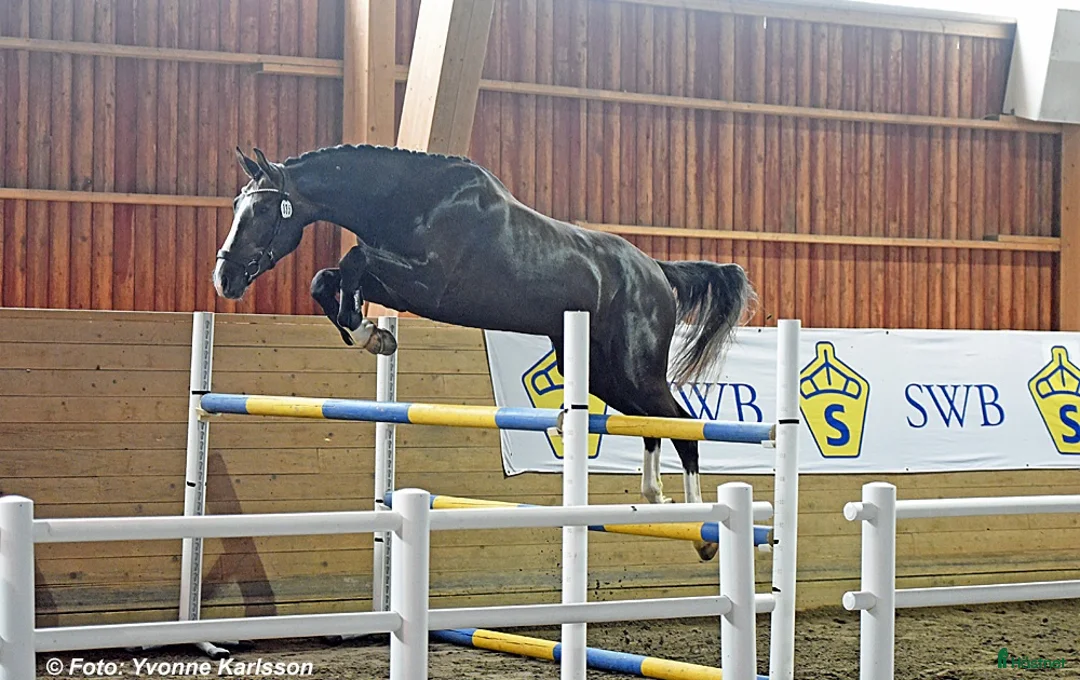  hästservice finnes: Hästutbildning i Säve - Annons 1