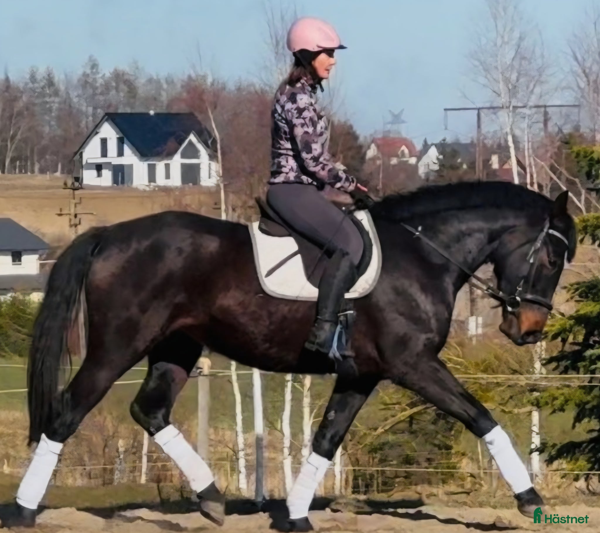  hästar Your Next Adventure Partner  - Annons 1