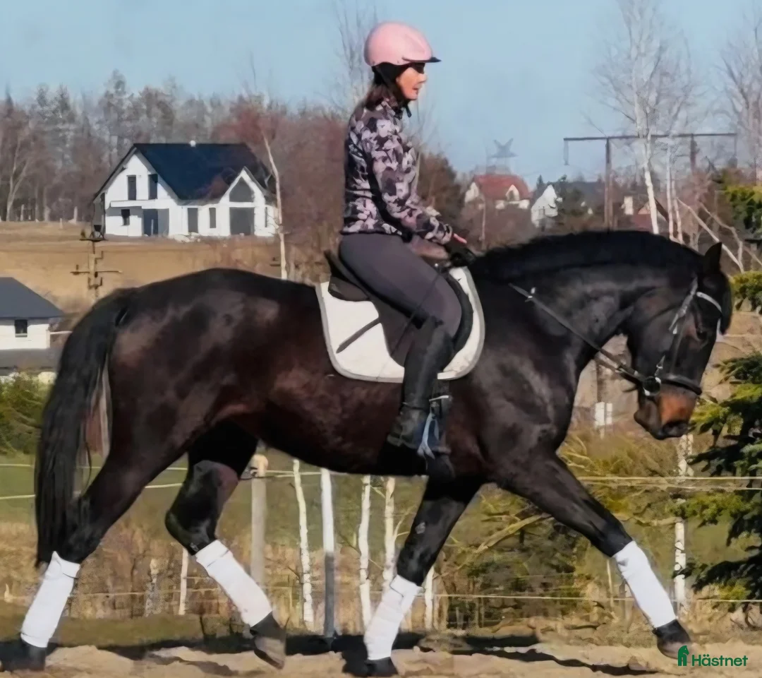 Allround hästar till salu: Your Next Adventure Partner  - Annons 1