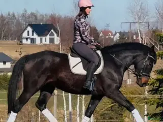 Allround hästar till salu: Your Next Adventure Partner - Annons 3