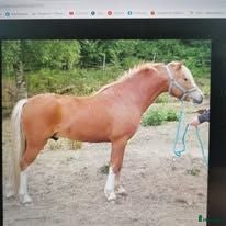  hästar Avelssto säljes dräktig och föl vid sidan - Annons 1