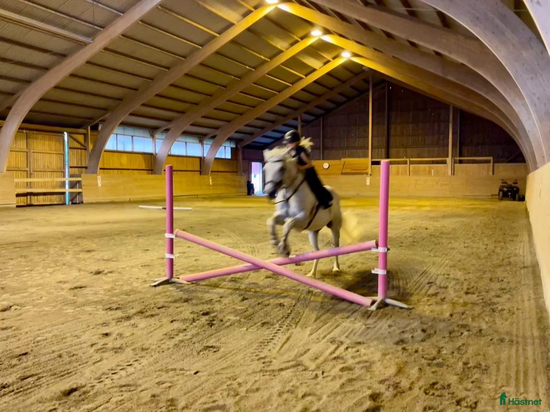 Hoppning hästar till salu: Snäll maxad D-ponny med kapacitet 🦄 - Annons 16