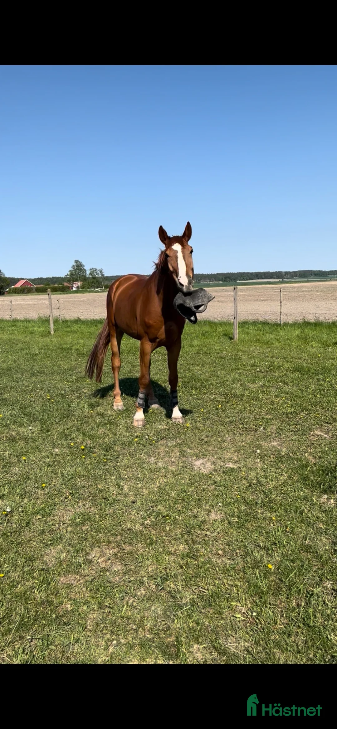 Hoppning hästar till salu: Tillfälle - Annons 1