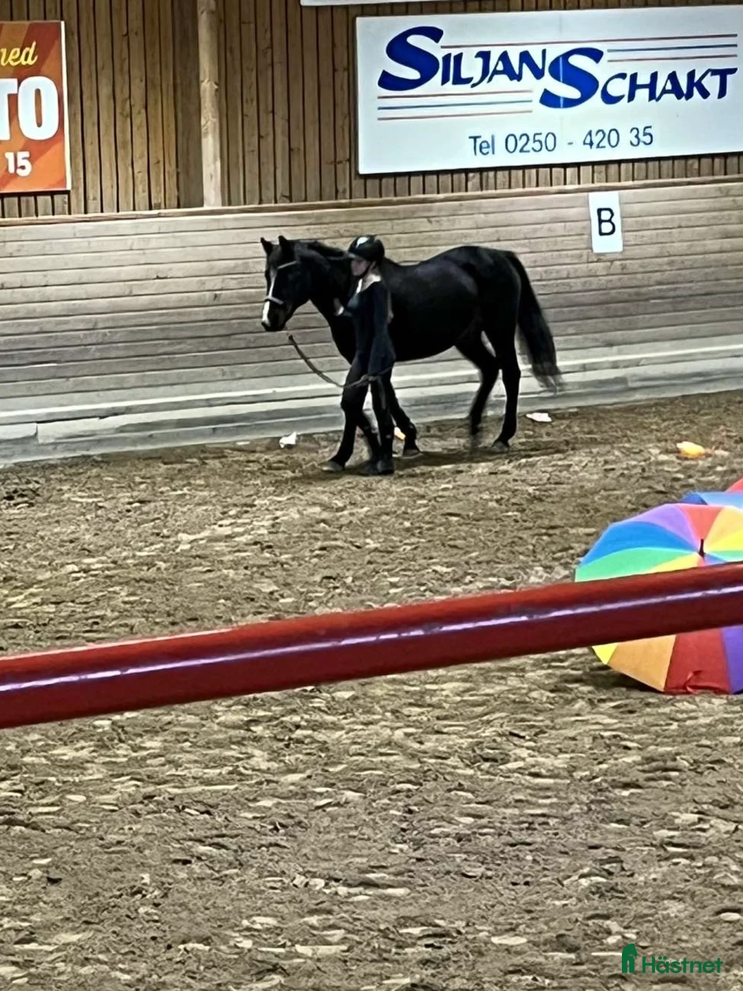 Övrigt hästar till salu: !!intresse koll!! i Mora - Annons 4