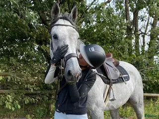 hästjobb Tillridning/försäljning av ponny/häst - Annons 11