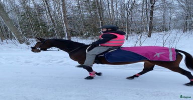  hästar i Örebro - Annons 15
