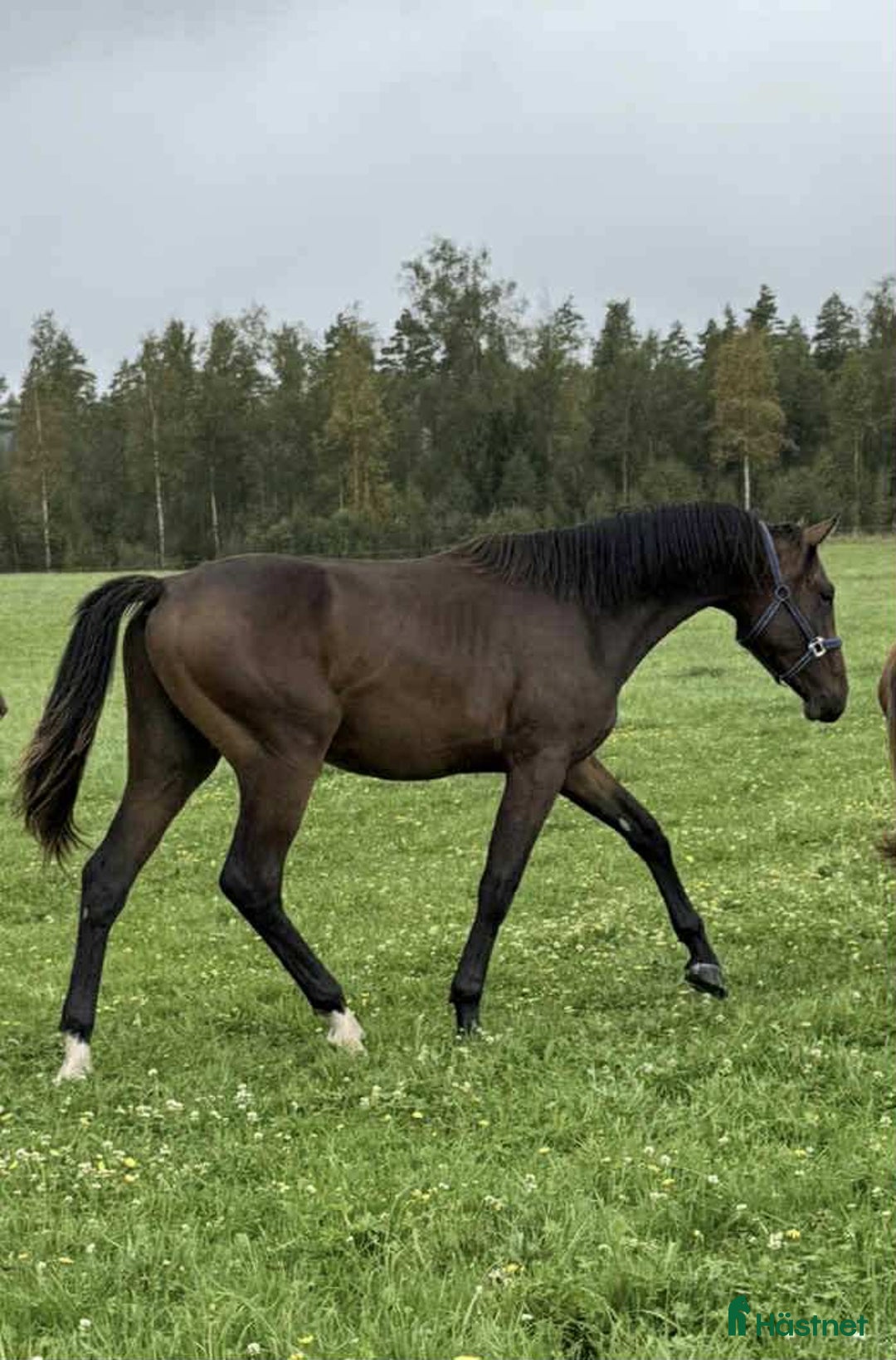 Hoppning hästar till salu: Don't Touch Tiji Hero! i Östra Ämtervik - Annons 1