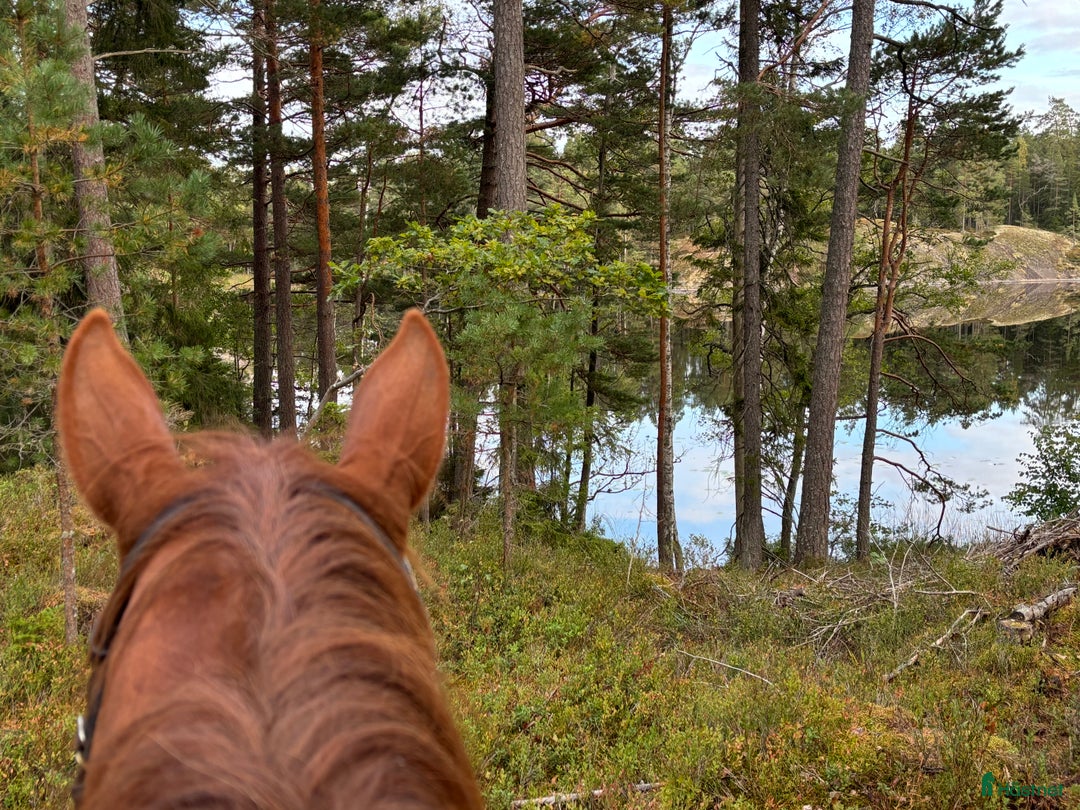  stallplats finnes: Stallplats med lång utevistelse i Värmdö - Annons 1