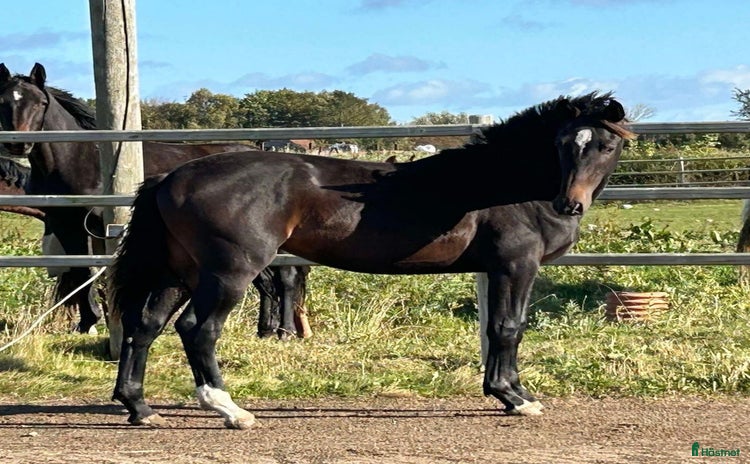  hästar i Klippan - Annons 2