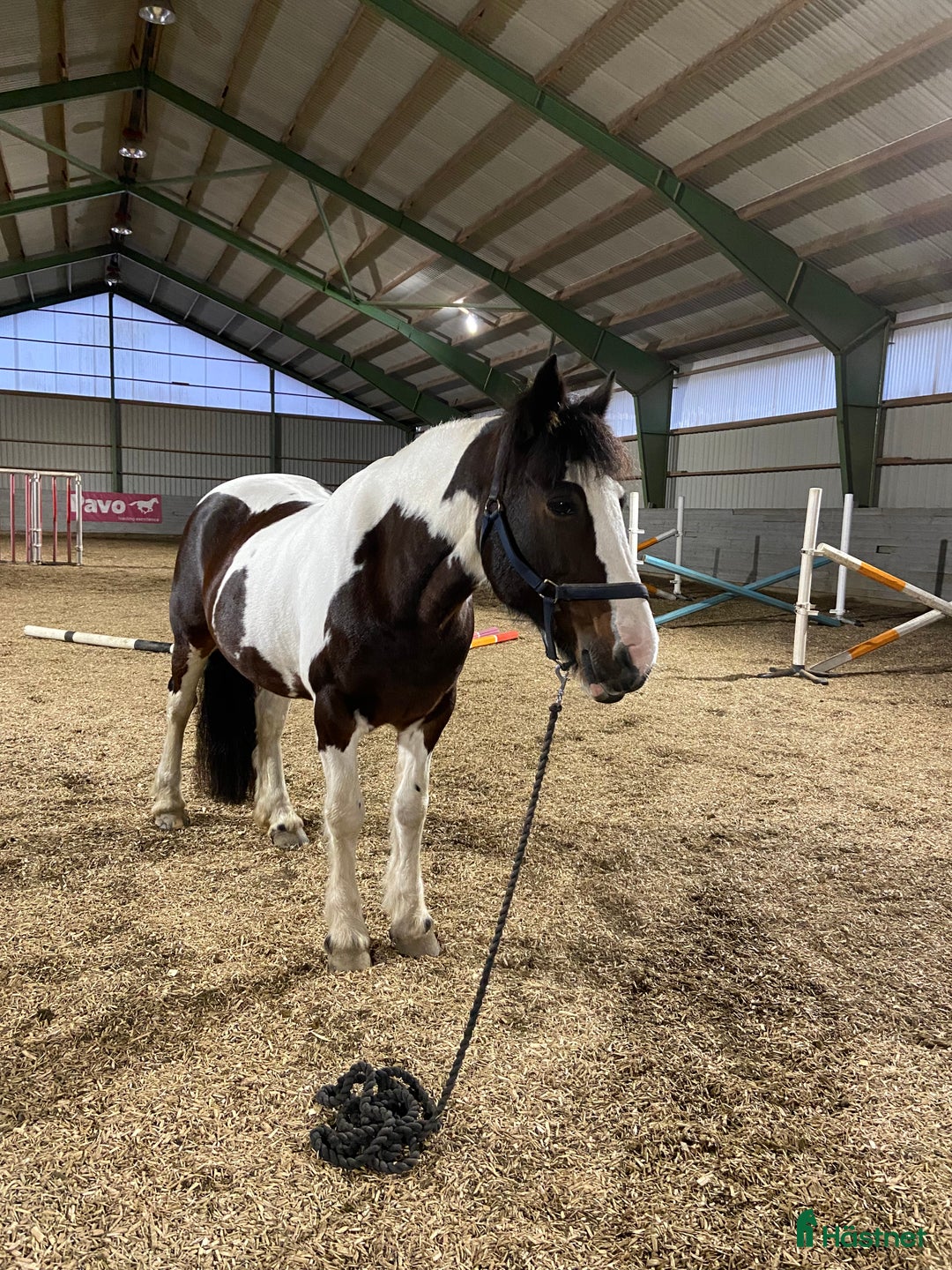 Allround hästar till salu: Vackert och snällt sto. i Hindås - Annons 5