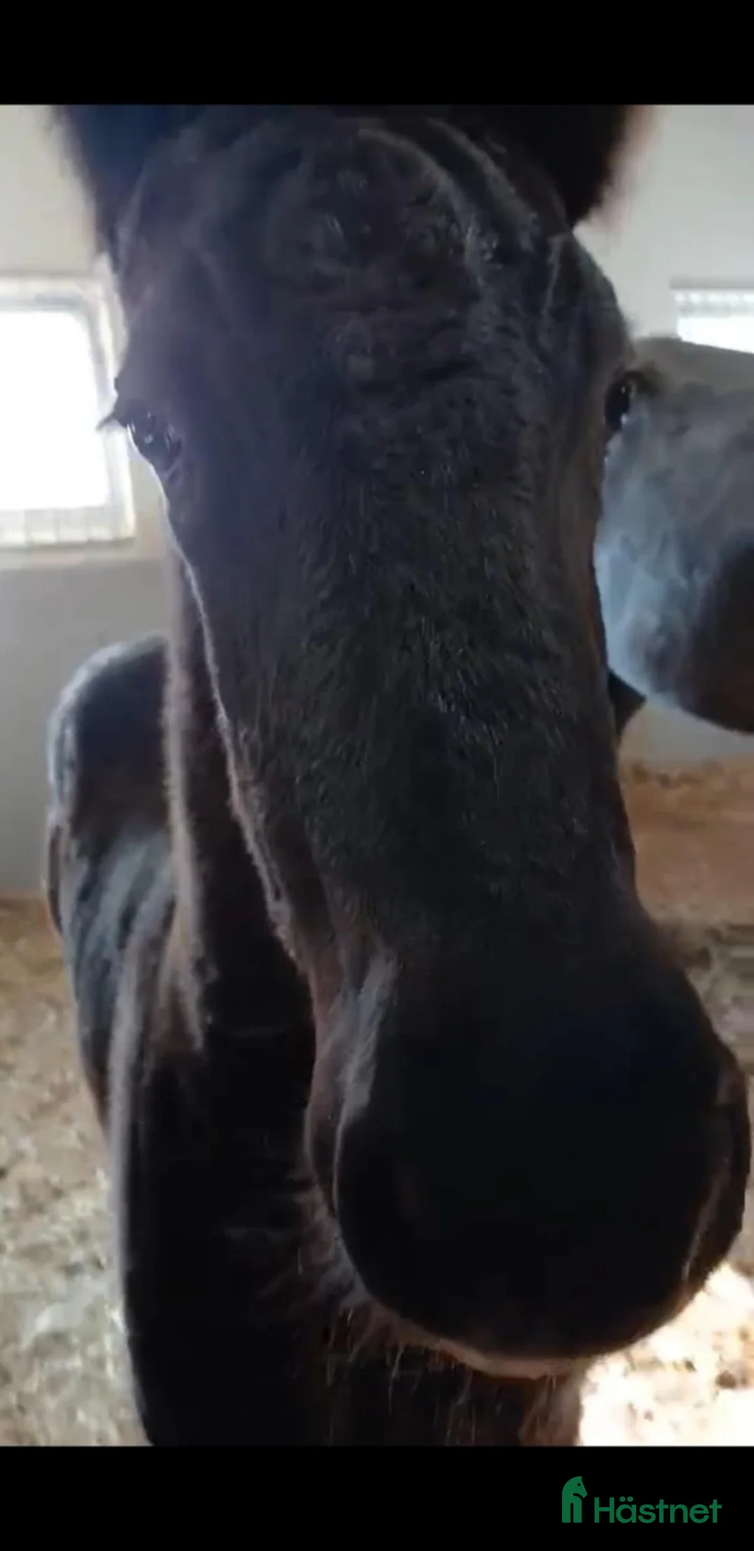 Dressyr hästar till salu: Daryan - lovande framtida sportstjärna - Annons 6