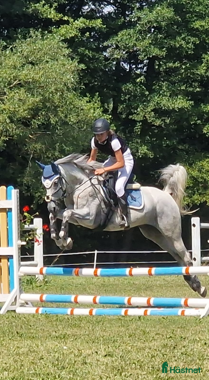  hästar Super fin allround häst  i Västerås - Annons 12