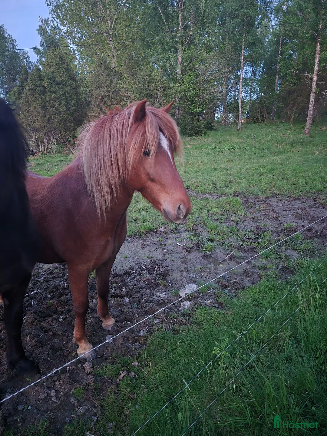 Island hästar till salu: Unghäst letar sin person!  - Annons 2