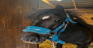  hästar i Hedemora - Annons 4