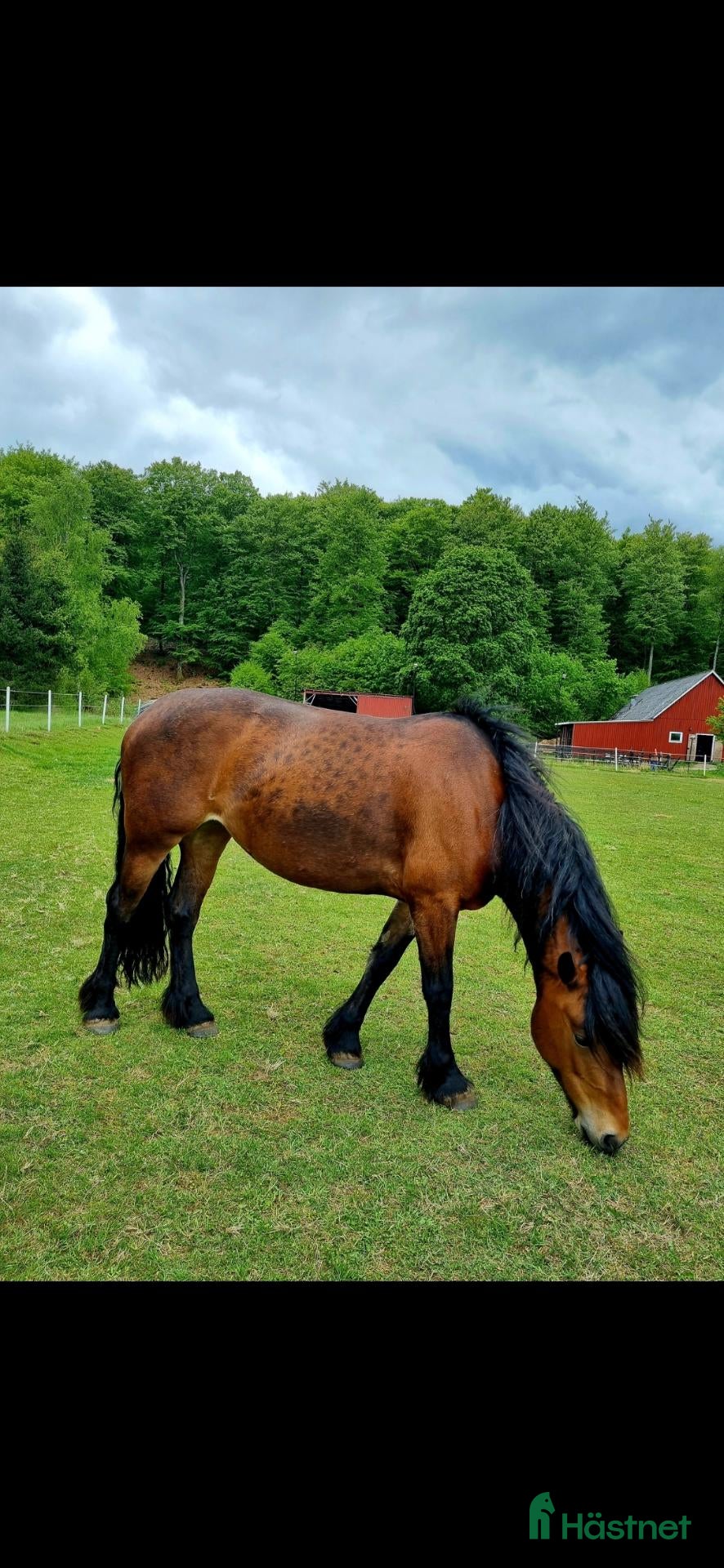  hästar Trevlig skogsmulle - Annons 6