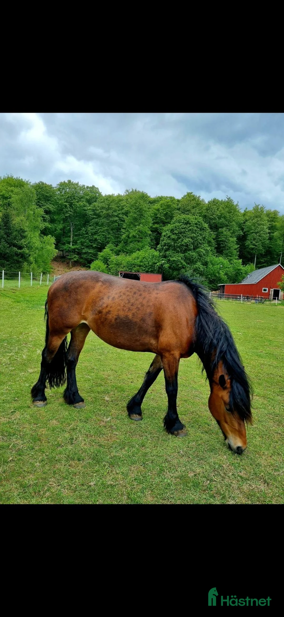 Allround hästar till salu: Trevlig skogsmulle i Våxtorp - Annons 1