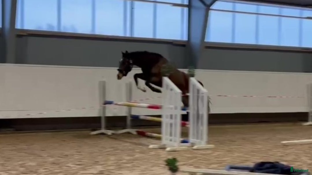 Fälttävlan hästar till salu: 2-årig valack e. Zezar Hästak- Alcatraz- Bernstein i Marieholm - Annons 1