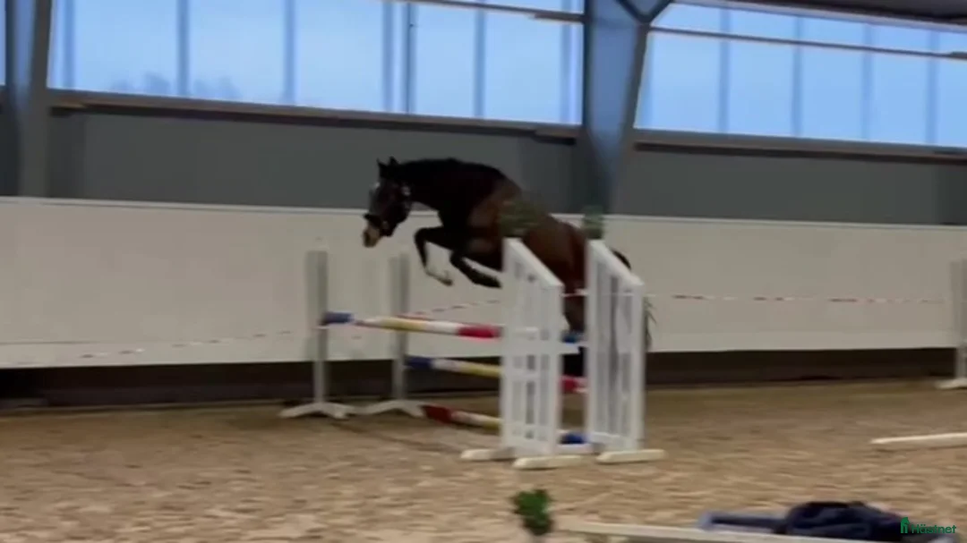 Fälttävlan hästar till salu: 2-årig valack e. Zezar Hästak- Alcatraz- Bernstein i Marieholm - Annons 1