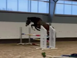 hästar 2-årig valack e. Zezar Hästak- Alcatraz- Bernstein i Marieholm - Annons 6