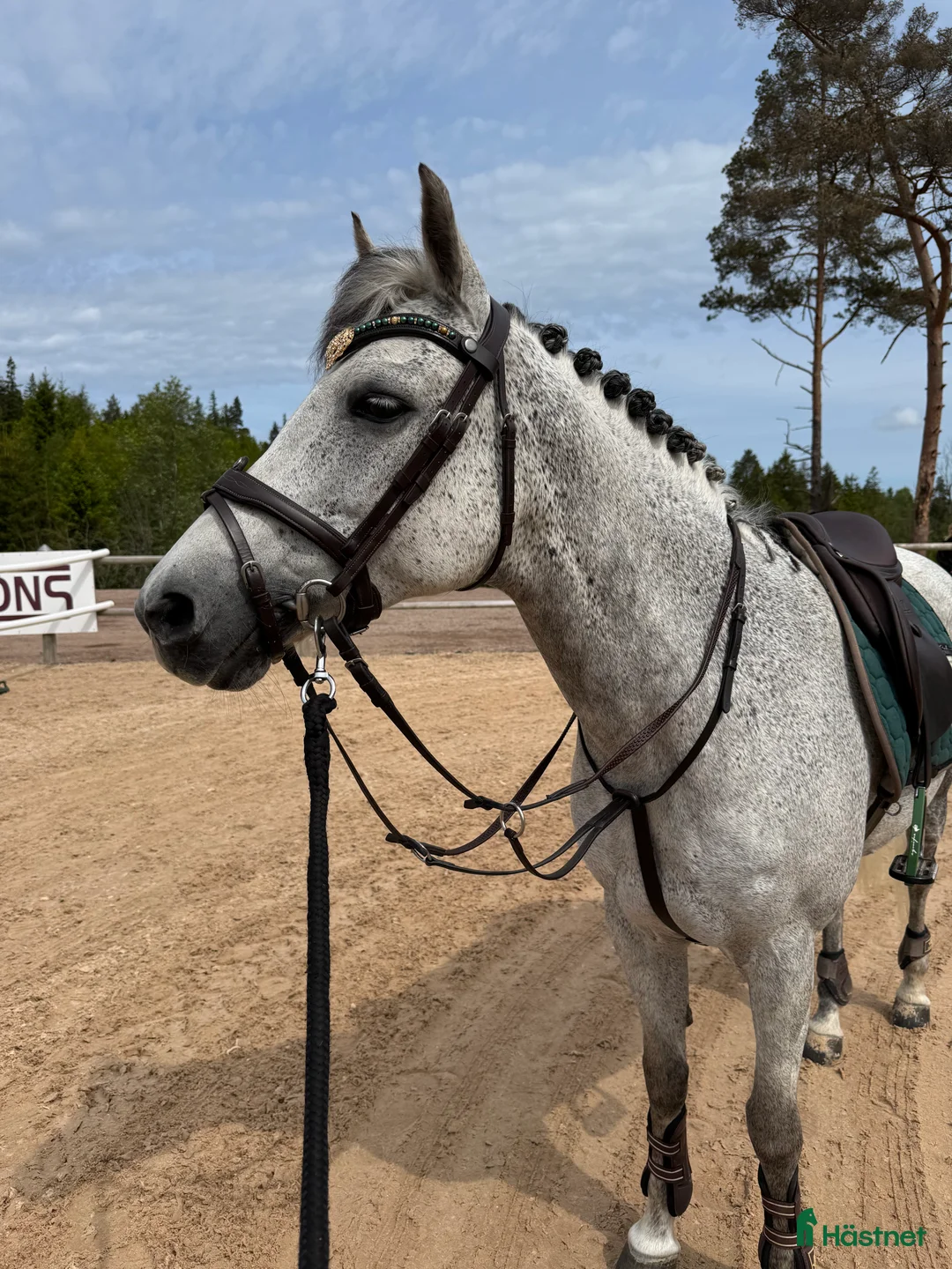 Allround hästar till salu: Läromästare i sina bästa år - Annons 2