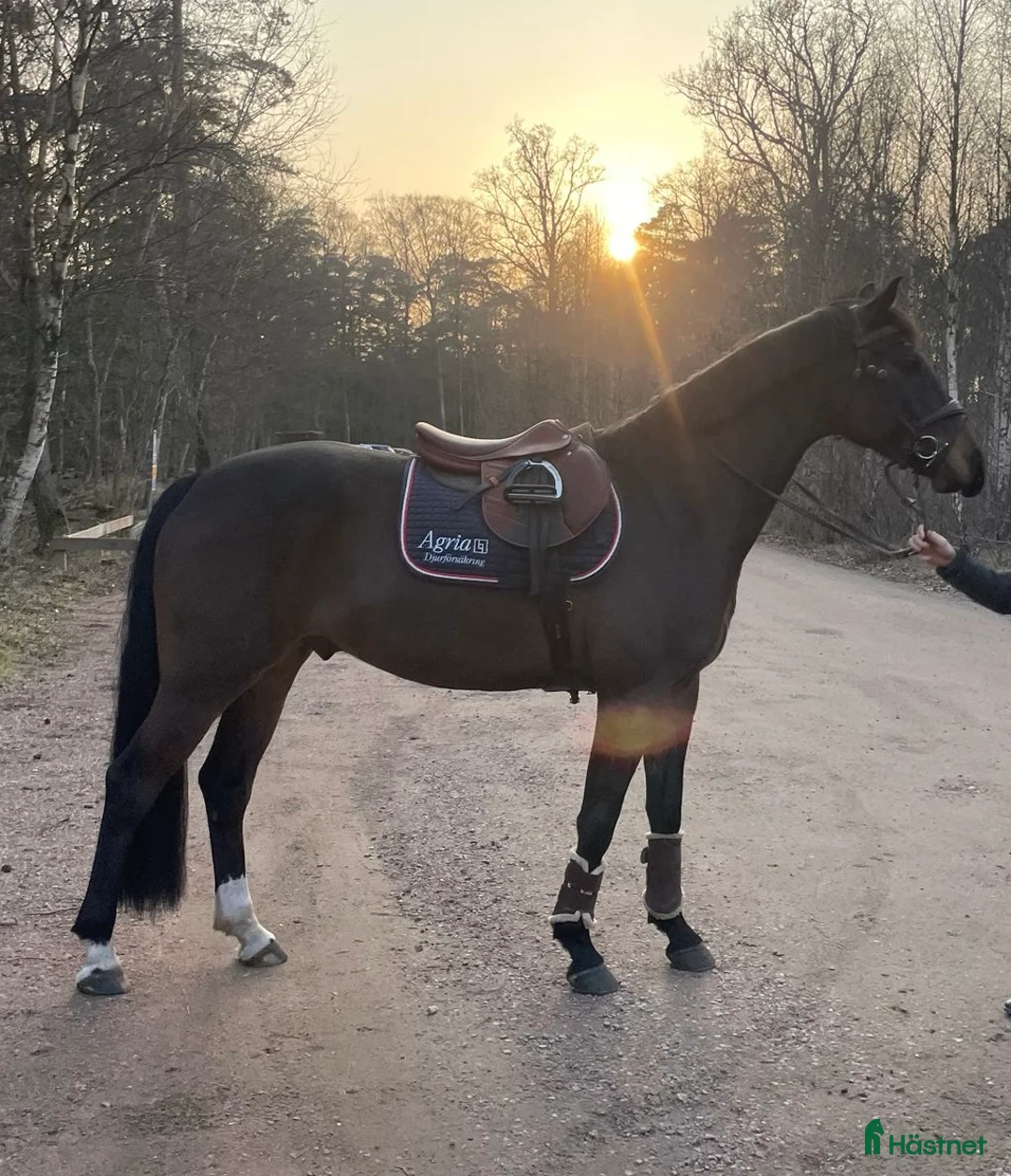 Allround hästar till salu: Trevlig Valack 6år - Annons 1
