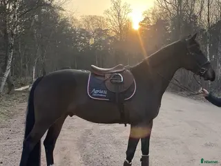 hästar Trevlig Valack 6år - Annons 6