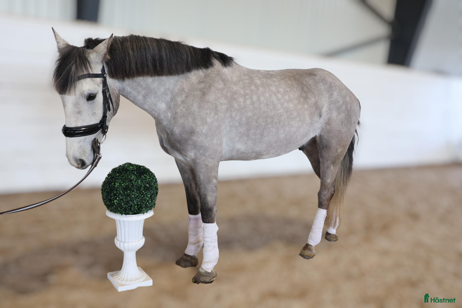  hästar RIDSKOLA / VERKSAMHET 🌟/ NYBESIKTAD! - Annons 1