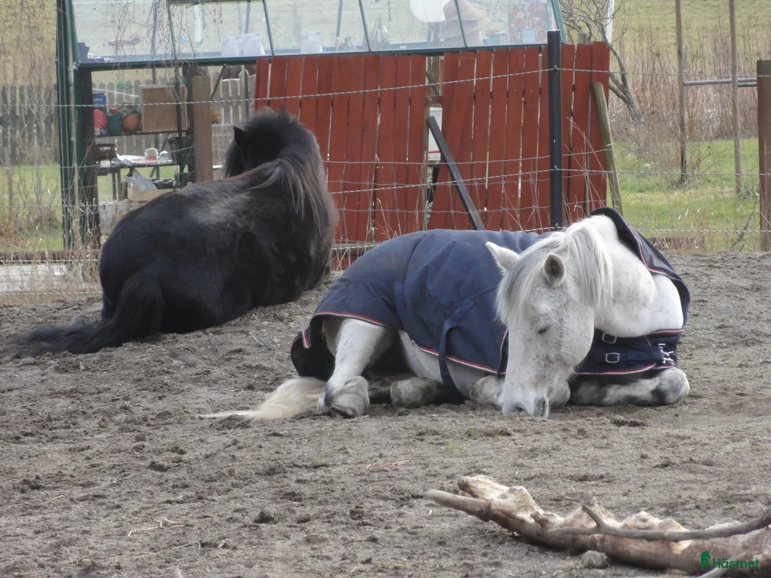  medryttarhäst finnes: Välutbildad D-ponny söker medryttare i Västerhaninge - Annons 2
