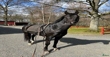  hästar i Ljungbyhed - Annons 6