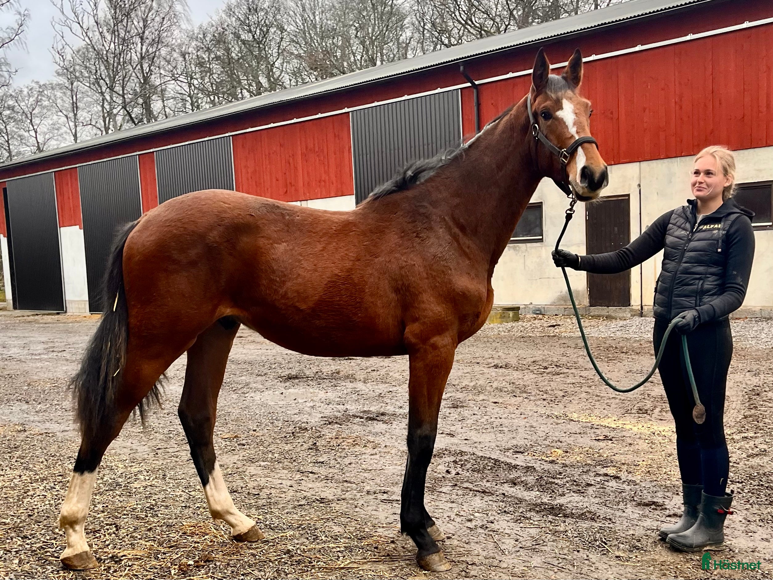  hästar Asterix-Cabachon-Cardento för Sporten  i Götene - Annons 2