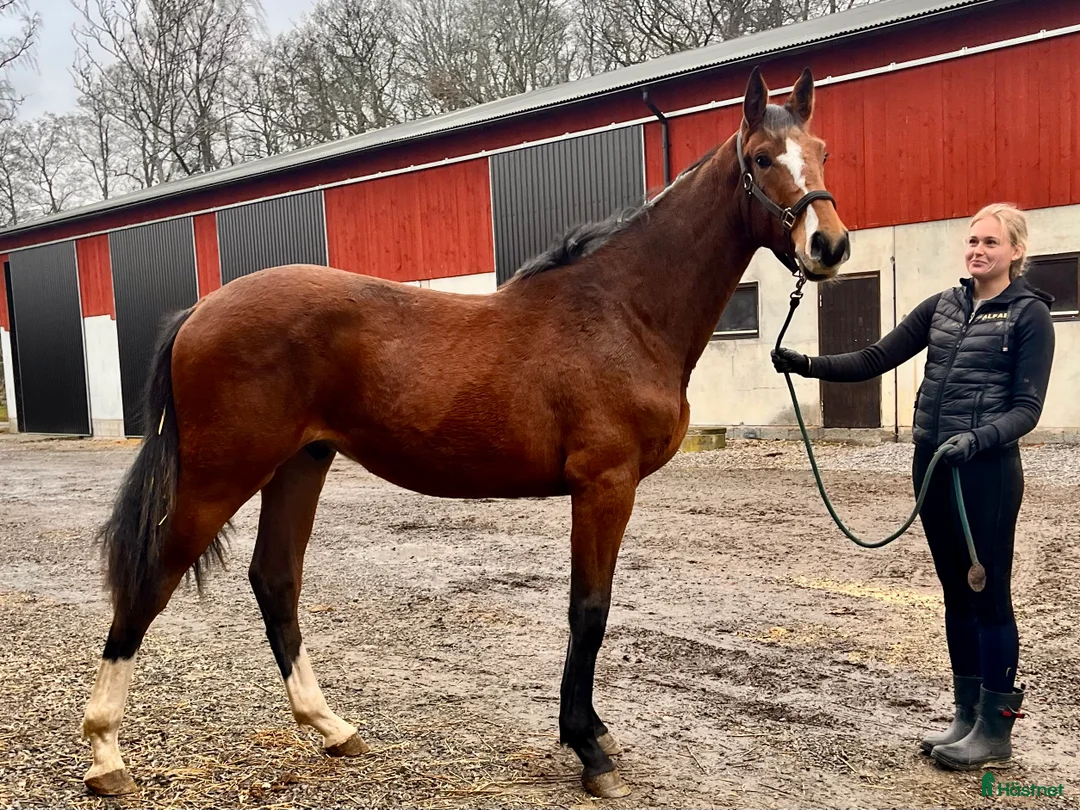 Hoppning hästar till salu: Asterix-Cabachon-Cardento för Sporten  i Götene - Annons 1